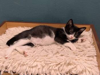 Monica -  Domestic Short Hair Cat for Adoption in Orlando, Florida - Monica | PetCurious