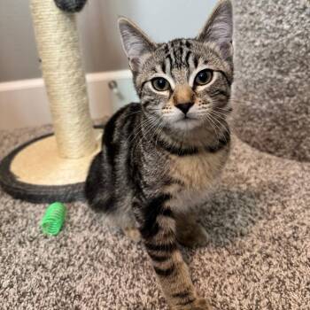 Cayenne -  Domestic Short Hair Cat for Adoption in Keizer, Oregon - Cayenne | PetCurious