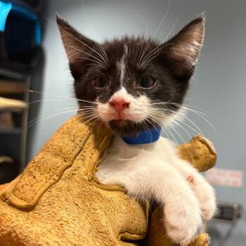 Jalapeno -  Domestic Short Hair Cat for Adoption in Chattanooga, Tennessee - Jalapeno | PetCurious