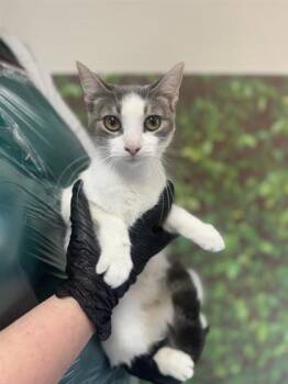 Rescue Domestic Short Hair Cats for Adoption in San Antonio, Texas - Muffin | PetCurious