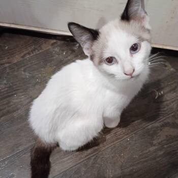 Peter Purrker -  Siamese and Domestic Short Hair Cat for Adoption in Antioch, California - Peter Purrker | PetCurious