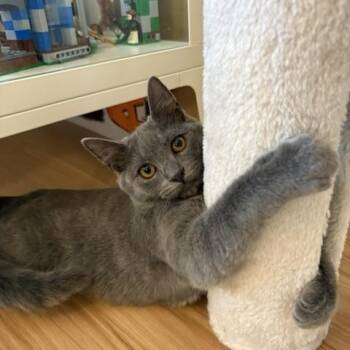 Niles -  Domestic Short Hair Cat for Adoption in Burnaby, British Columbia - Niles | PetCurious