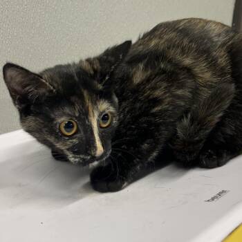 Nylah -  Domestic Short Hair Cat for Adoption in Tampa, Florida - Nylah | PetCurious