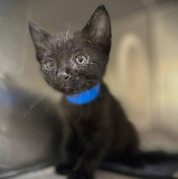 CATRICK -  Domestic Short Hair Cat for Adoption in Riverside, California - CATRICK | PetCurious