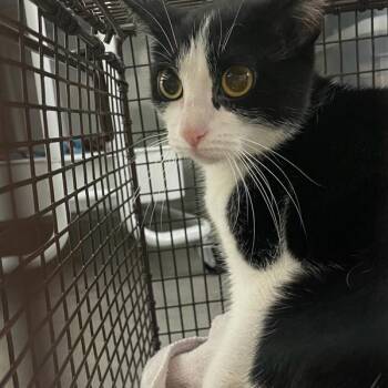 Jelani -  Domestic Short Hair Cat for Adoption in Des Moines, Iowa - Jelani | PetCurious