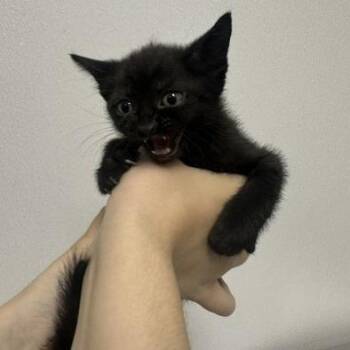 Rigel -  Domestic Short Hair Cat for Adoption in Clearwater, Florida - Rigel | PetCurious