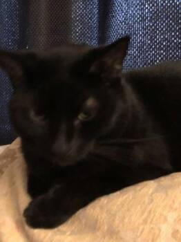 Pooper -  Domestic Short Hair Cat for Adoption in South Bend, Indiana - Pooper | PetCurious