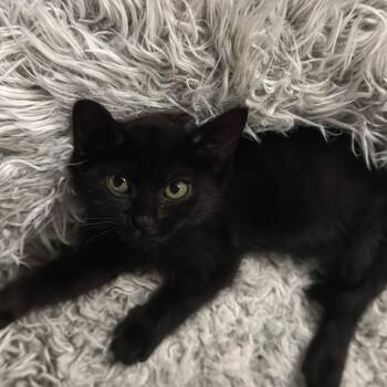 Rebel -  Domestic Short Hair Cat for Adoption in Lenexa, Kansas - Rebel | PetCurious