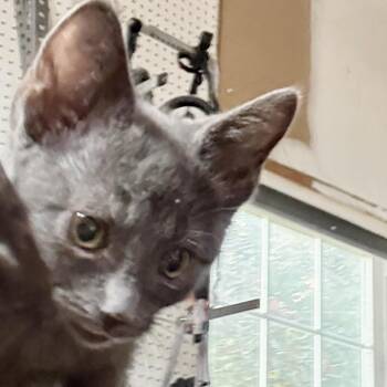Velcro -  American Shorthair Cat for Adoption in Glenelg, Maryland - Velcro | PetCurious