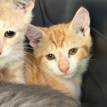 Tang -  Domestic Short Hair Cat for Adoption in Gainesville, Florida - Tang | PetCurious