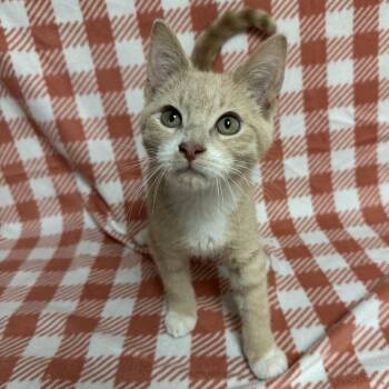 Rescue Domestic Short Hair Cats for Adoption in Waterloo, Iowa - Gourd | PetCurious