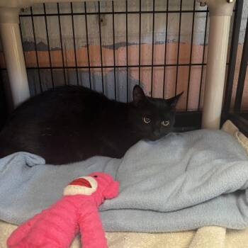 Domestic Short Hair Cats Available for Adoption - Gator | PetCurious