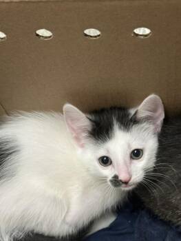 Domestic Short Hair Cats Available for Adoption in Las Vegas, Nevada - MANGO | PetCurious