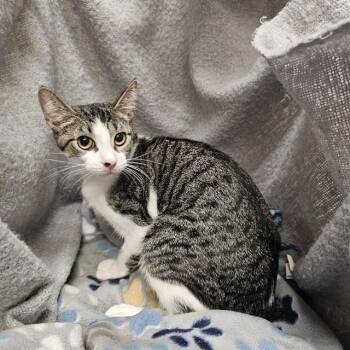 Rescue Domestic Short Hair Cats for Adoption in Winter Haven, Florida - DUCKY | PetCurious