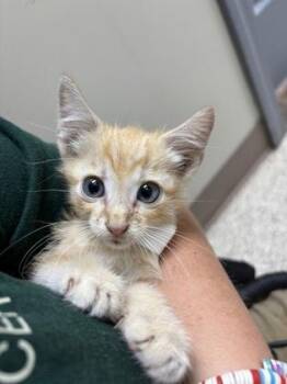 Flame -  Domestic Short Hair Cat for Adoption in Conway, Arkansas - Flame | PetCurious