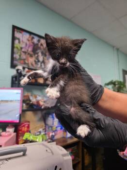 Domestic Short Hair Cats Available for Adoption in Rockport, Texas - K1 | PetCurious