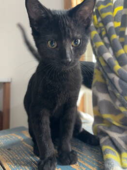 Rescue American Shorthair Cats for Adoption in Hopewell, Virginia - Blackjack | PetCurious