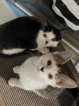 Aang -  Domestic Short Hair Cat for Adoption - Aang | PetCurious