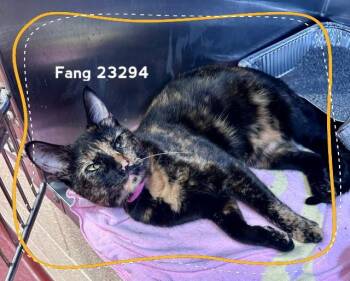FANG -  Domestic Short Hair Cat for Adoption in Marietta, Georgia - FANG | PetCurious