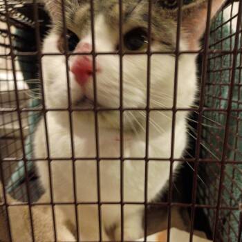 Lolly -  Domestic Short Hair Cat for Adoption in Chicago, Illinois - Lolly | PetCurious