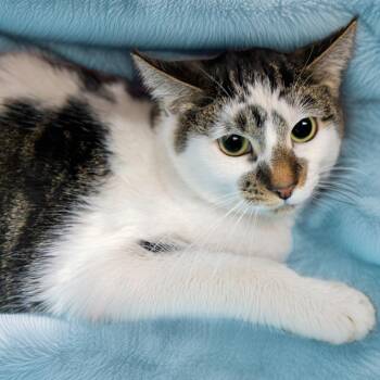Domestic Short Hair Cats Available for Adoption - Picasso | PetCurious
