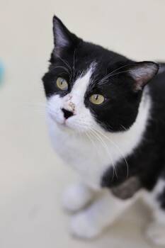 Domestic Short Hair Cats Available for Adoption in Webster, Wisconsin - Frank | PetCurious