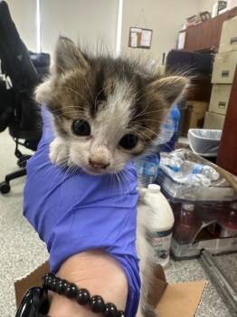Domestic Short Hair Cats Available for Adoption in Pasadena, Texas - A185244 | PetCurious