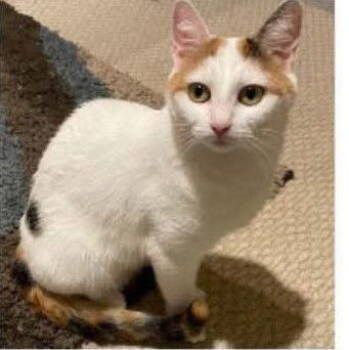 Rescue Calico Cats for Adoption in Hazlet, New Jersey - Aurora | PetCurious