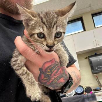 Franco 26-09-020 -  Domestic Short Hair Cat for Adoption in Bastrop, Texas - Franco 26-09-020 | PetCurious