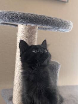 Hecate -  Domestic Short Hair Cat for Adoption in San Antonio, Texas - Hecate | PetCurious