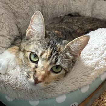 Claire - Costa Mesa Location -  Domestic Short Hair Cat for Adoption in Chino Hills, California - Claire - Costa Mesa Location | PetCurious