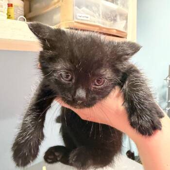 Lake -  Domestic Short Hair Cat for Adoption in Chattanooga, Tennessee - Lake | PetCurious