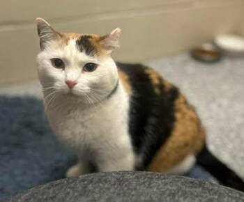 Calico Cats Available for Adoption in Fruit Heights, Utah - Cali | PetCurious