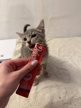 Eleanor -  Domestic Short Hair Cat for Adoption in Cleveland, Ohio - Eleanor | PetCurious
