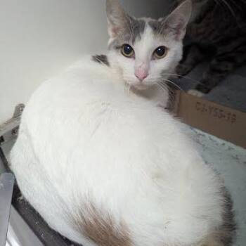 Frosty -  Domestic Short Hair Cat for Adoption in Jeffersonville, Indiana - Frosty | PetCurious