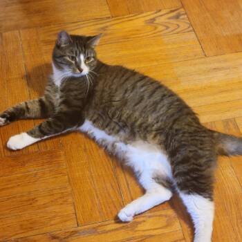 Rescue Domestic Short Hair Cats for Adoption - Elliot | PetCurious