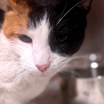 Domestic Short Hair Cats Available for Adoption - Marco | PetCurious