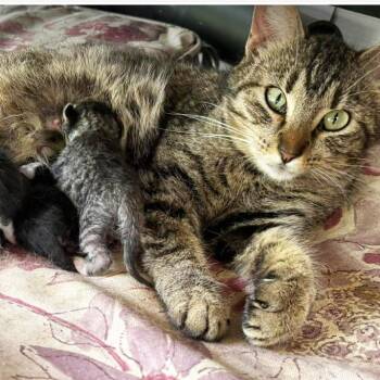 Mama Meadow -  Domestic Short Hair Cat for Adoption in Mt. Juliet, Tennessee - Mama Meadow | PetCurious