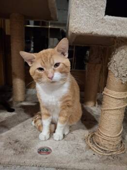 Domestic Short Hair Cats Available for Adoption in West Peoria, Illinois - Meatball Goveia | PetCurious