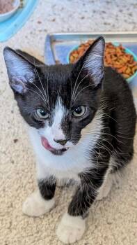 Scavenger -  Domestic Short Hair Cat for Adoption in Phoenix, Arizona - Scavenger | PetCurious