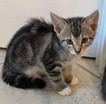 Kugel -  Domestic Short Hair Cat for Adoption in Evans, Georgia - Kugel | PetCurious
