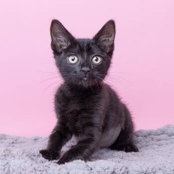 Layla -  Domestic Short Hair Cat for Adoption in Franklin, Tennessee - Layla | PetCurious