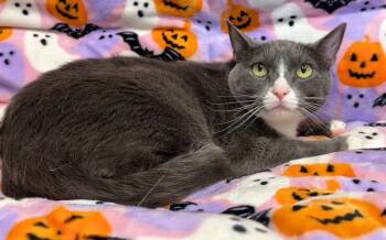 Rescue Domestic Short Hair Cats for Adoption in Columbia, Tennessee - Katana | PetCurious