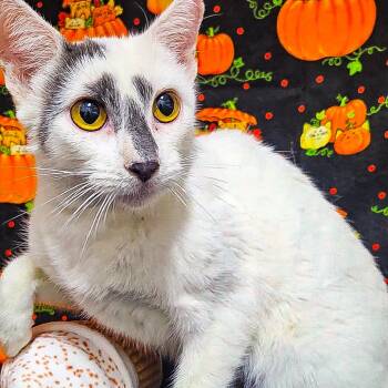 Rescue Domestic Medium Hair Cats for Adoption in Clearwater, Florida - Akasha | PetCurious