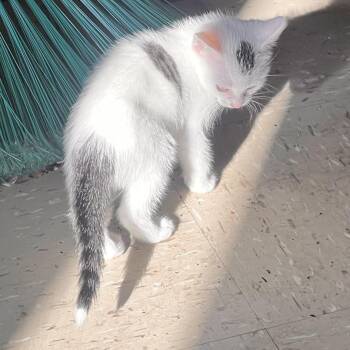 Spoty -  Domestic Short Hair Cat Available for Adoption in New York, New York - Spoty | PetCurious