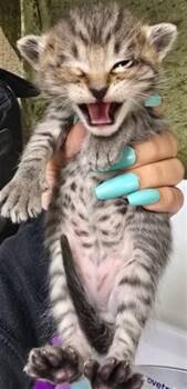 Domestic Short Hair Cats Available for Adoption in Riverside, California - CASHEW | PetCurious