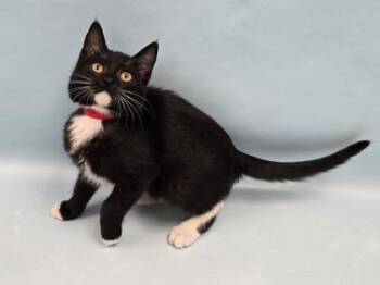 Subaru -  Domestic Short Hair Cat for Adoption in Minneapolis, Minnesota - Subaru | PetCurious