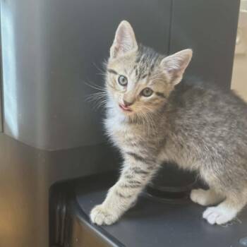 Domestic Short Hair Cats Available for Adoption in Reisterstown, Maryland - Savanna (paired With A Sibling) | PetCurious