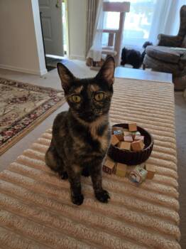 Rescue Domestic Short Hair Cats for Adoption in Plymouth, Michigan - Blondie | PetCurious