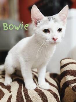 Rescue Domestic Short Hair Cats for Adoption in Adrian, Michigan - Bowie | PetCurious